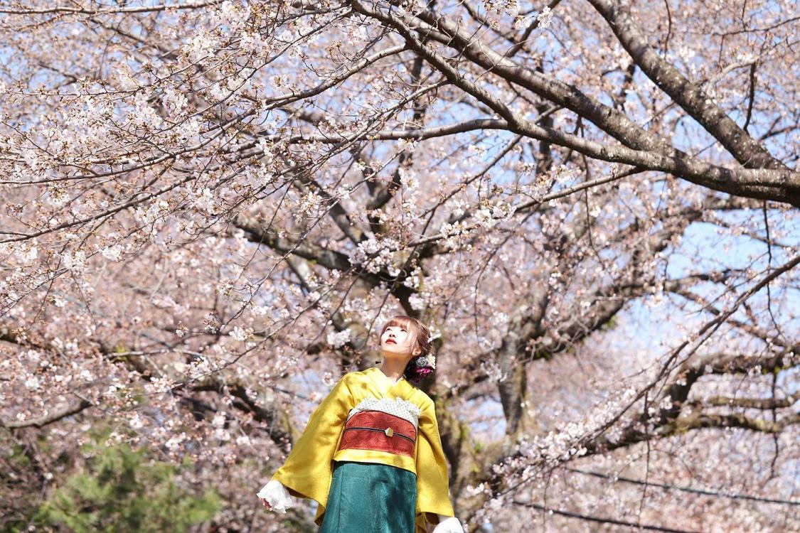 Singing Cosplayer Hikari／「夢と葉桜」