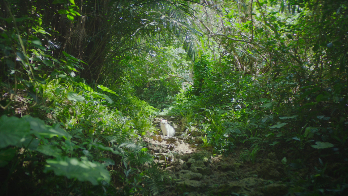 発泡酒『淡麗グリーンラベル』新TV-CM「GREEN JUKEBOX君」篇より