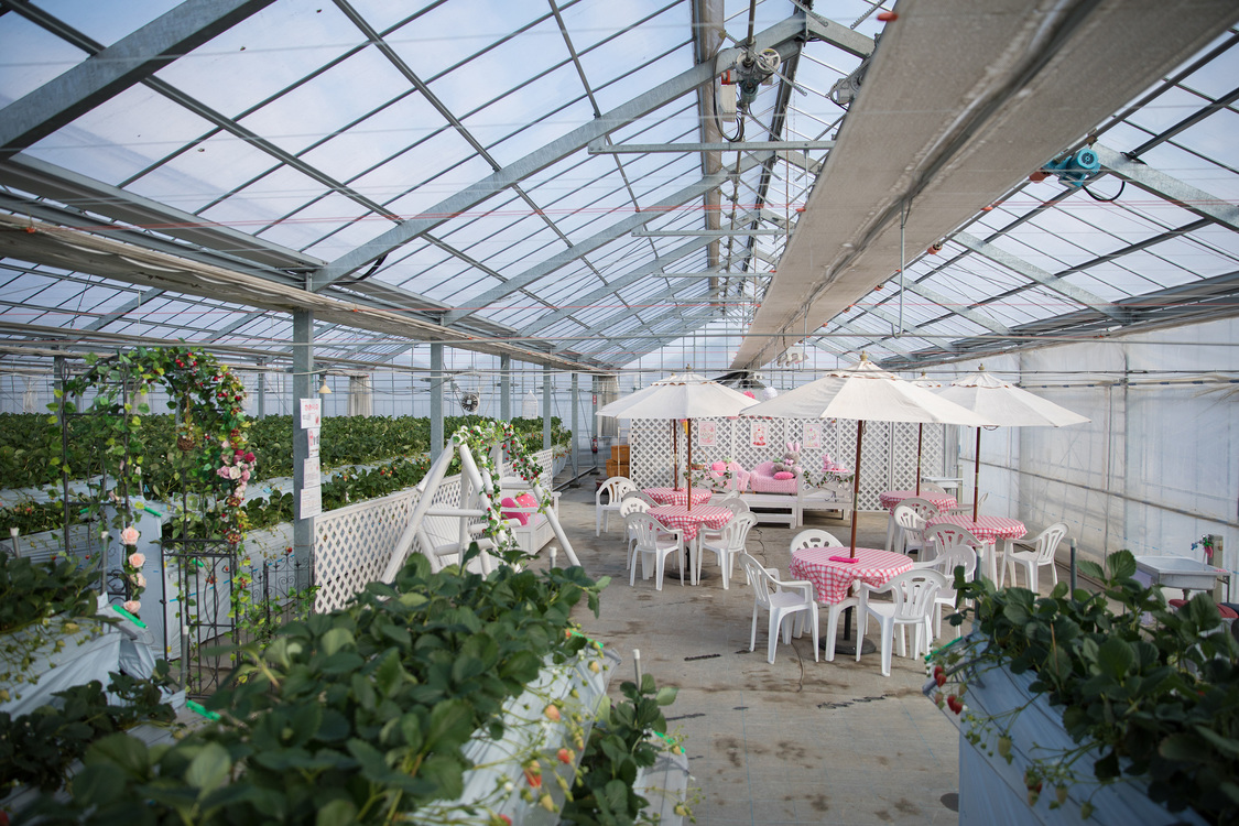 「宮島るりかの可愛いいちご農園」