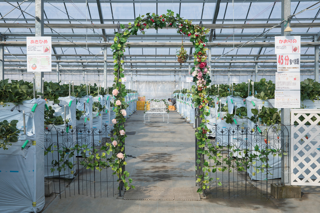 1、アーチ：背後に広がる一面のいちご畑との記念撮影に。