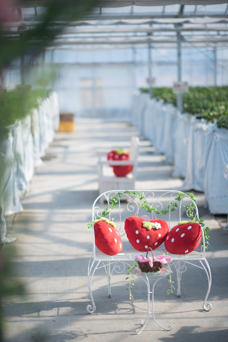 3、アンティークパイプチェア：いちご狩りの合間に、いちごと一緒に