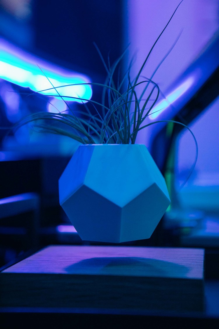 空中でゆっくり回転している観葉植物