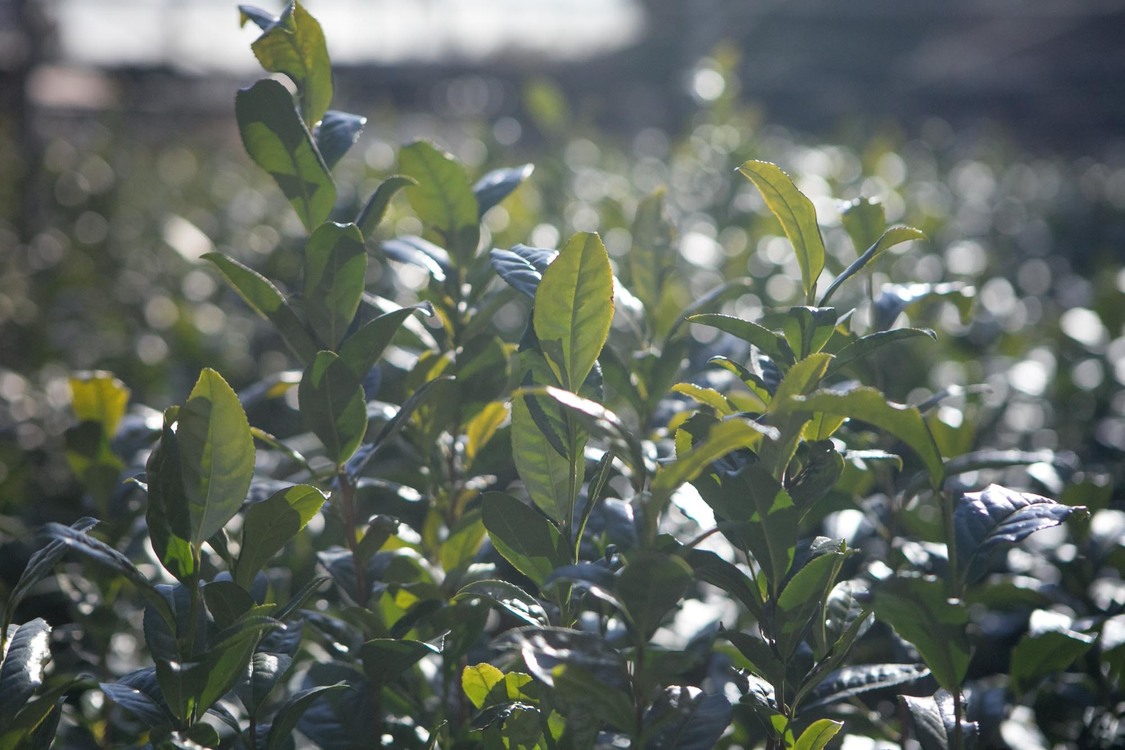 26時のマスカレイド 江嶋綾恵梨「えじのお茶会体験記〜大和撫子になっちゃうよ？〜」第3回｜埼玉県狭山市・奥富園