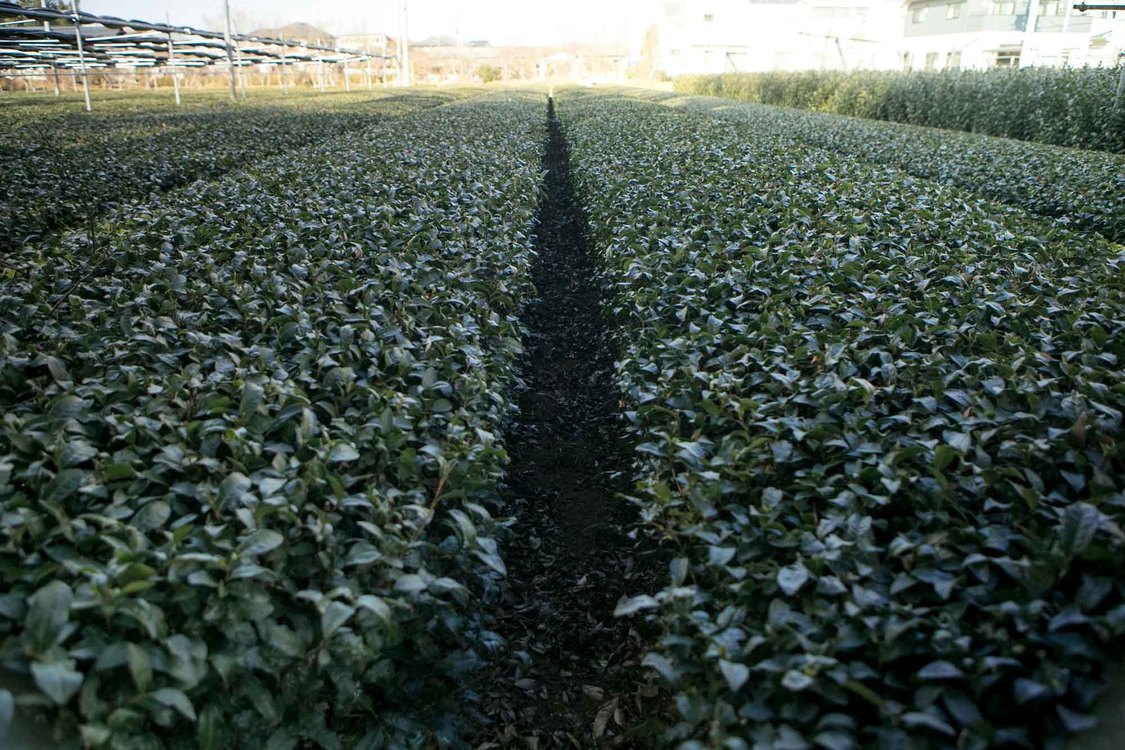 26時のマスカレイド 江嶋綾恵梨「えじのお茶会体験記〜大和撫子になっちゃうよ？〜」第3回｜埼玉県狭山市・奥富園