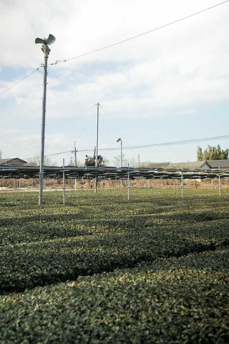 26時のマスカレイド 江嶋綾恵梨「えじのお茶会体験記〜大和撫子になっちゃうよ？〜」第3回｜埼玉県狭山市・奥富園