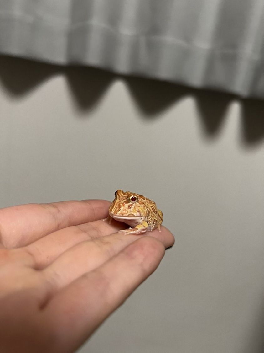 最近家族が増えました。ツノガエルのレニングラードです。名前はウサビッチから取りました。