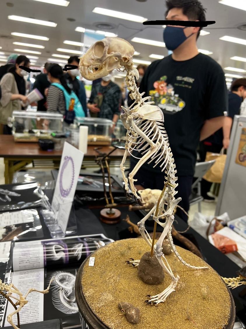 ＜東京レプタイルズワールド＞に言って初めてミーアキャットの標本を見ました！　爪そのままなんだな〜。