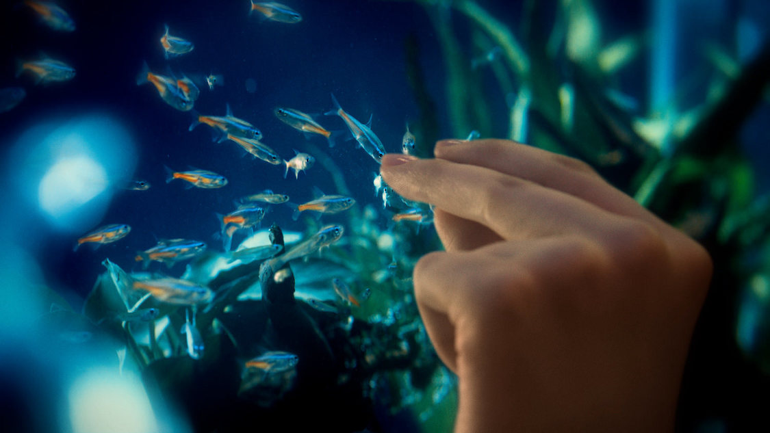 WEB動画「【ピノゲー】ダブル高橋名人登場篇」場面写真