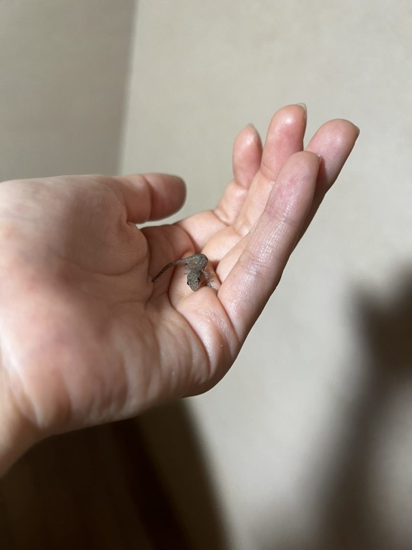 野生のゲッコー！　かわいー！
