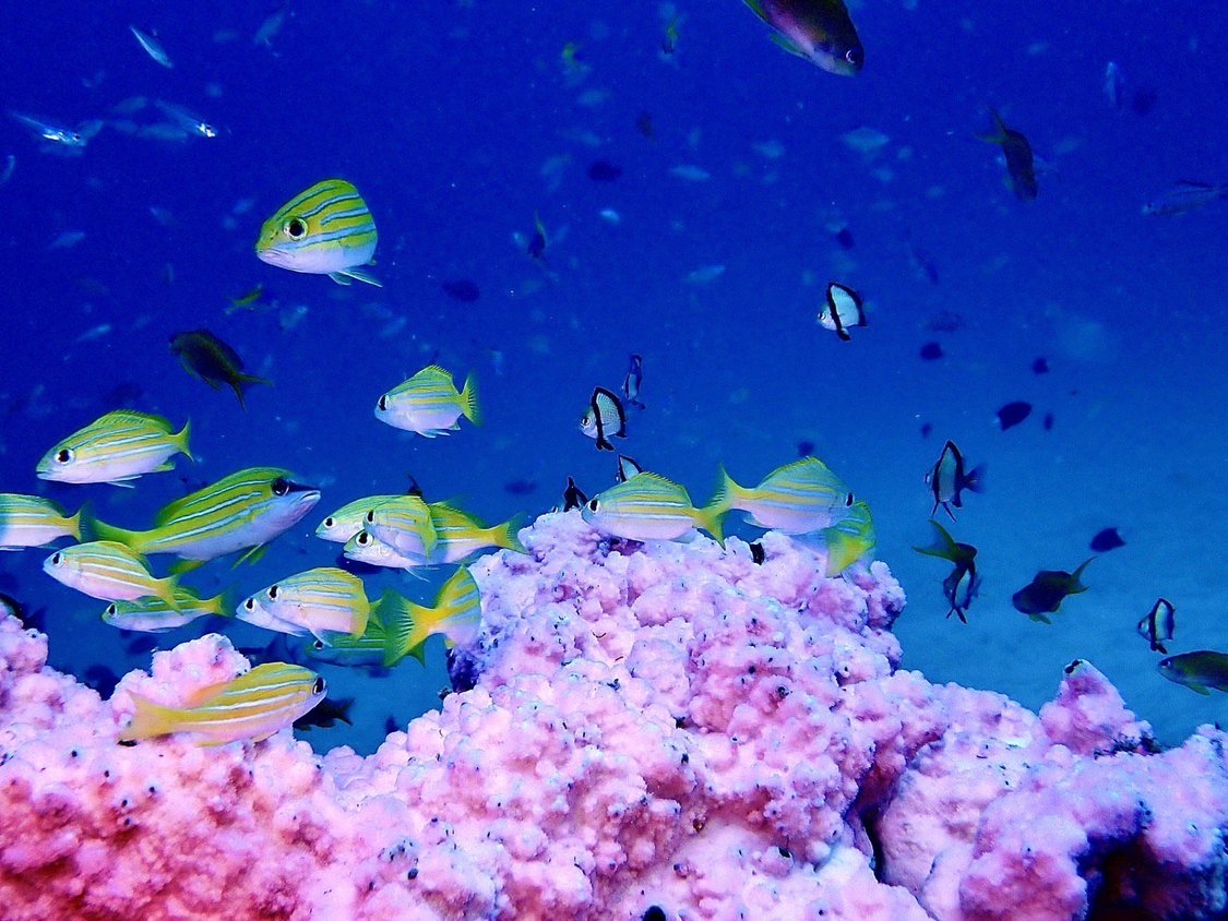 奄美大島の海は、とても綺麗でした！