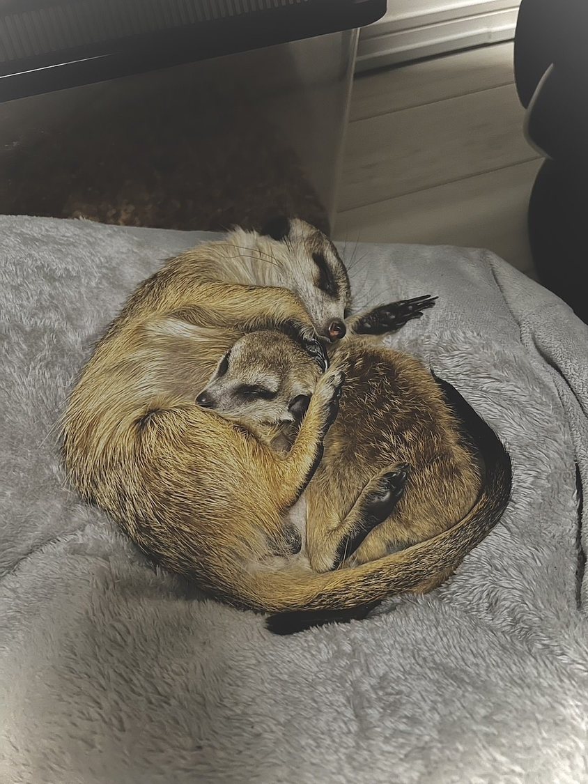 我が家にもう1匹、ミーアキャットが増えました！　ニアくんです！　すっかり仲のいい2人。可愛すぎる……。