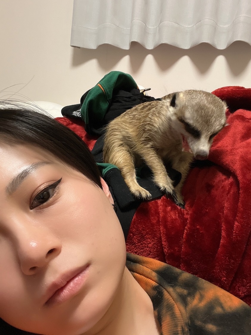 最近、洗濯物を畳むのが面倒です。ミーアキャットが畳んでくれたらいいのになあ。