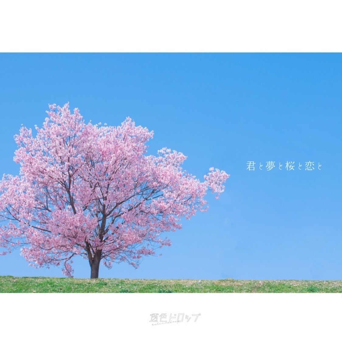 「君と夢と桜と恋と」