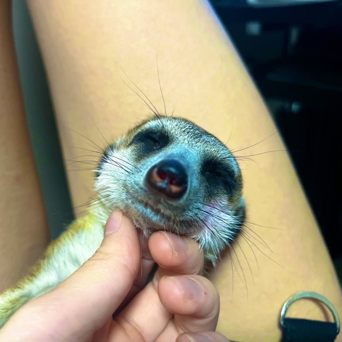 ほっぺにチューしたら口紅がついてしまっていい感じになったニア。