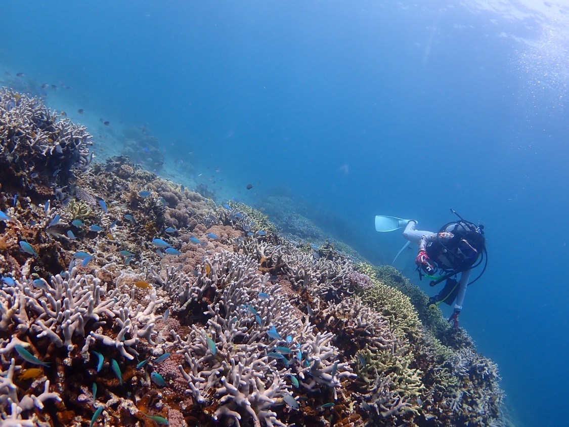 海の中のRaMuです。