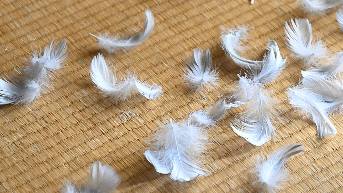 ドラマ『怪談新耳袋 暗黒』8月3日（木）放送「ハトの出る部屋」