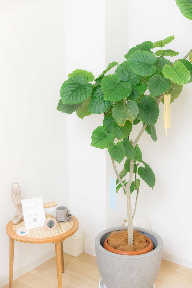 『hurmth』の守り神であるウンベラータの『ウンチャン』。リニューアルオープン日が、七夕の次の日だったことにちなんで笹代わりに。