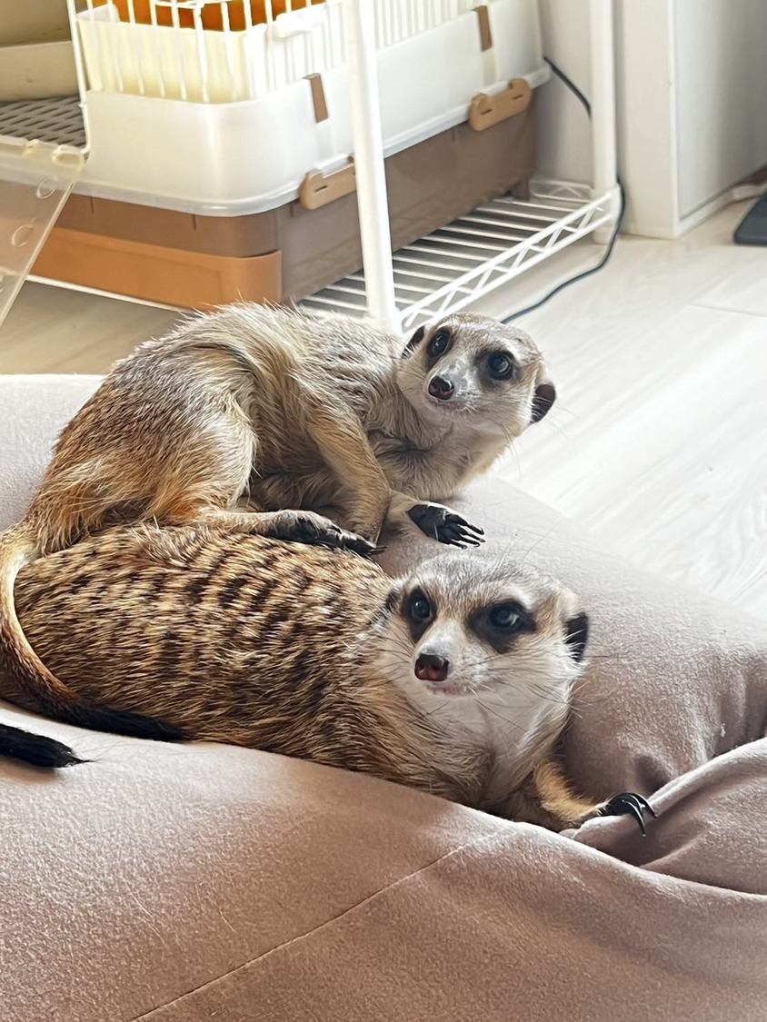 うちのミーアキャットは常に28度の快適お部屋にいるので熱帯夜を知りません。