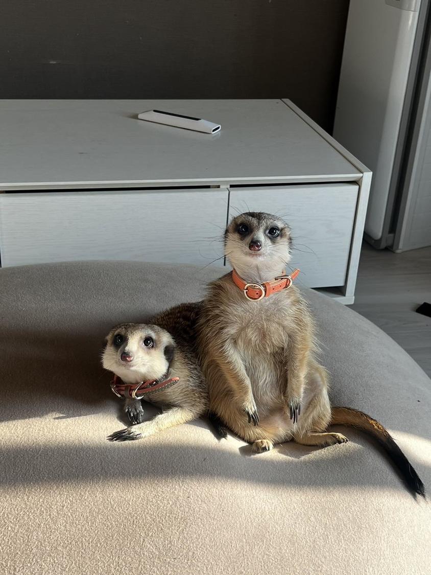 こうやって並ぶとタレ目とつり目で全然顔違いますねぇ〜。