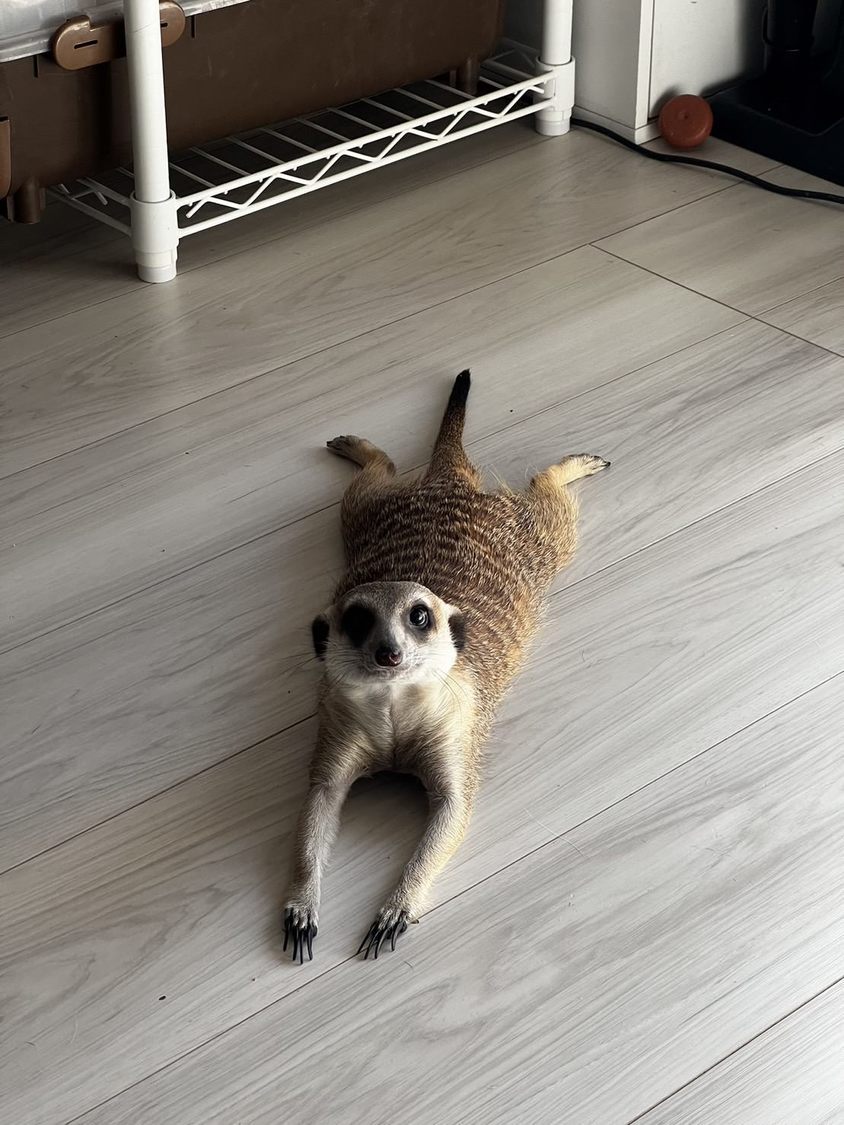 最近、カメムシが多くて大変困ってます。対処法を教えてください……。