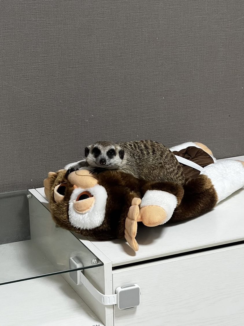 ギズモの上でニア君がくつろいでいました。