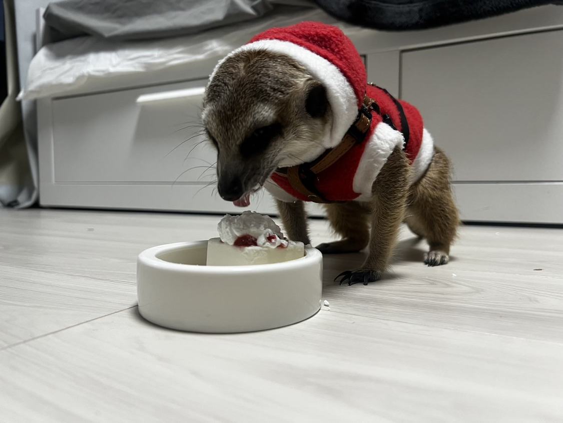 メリークリスマス！　我が家のサンタさんはケーキを貪っていましたよ。