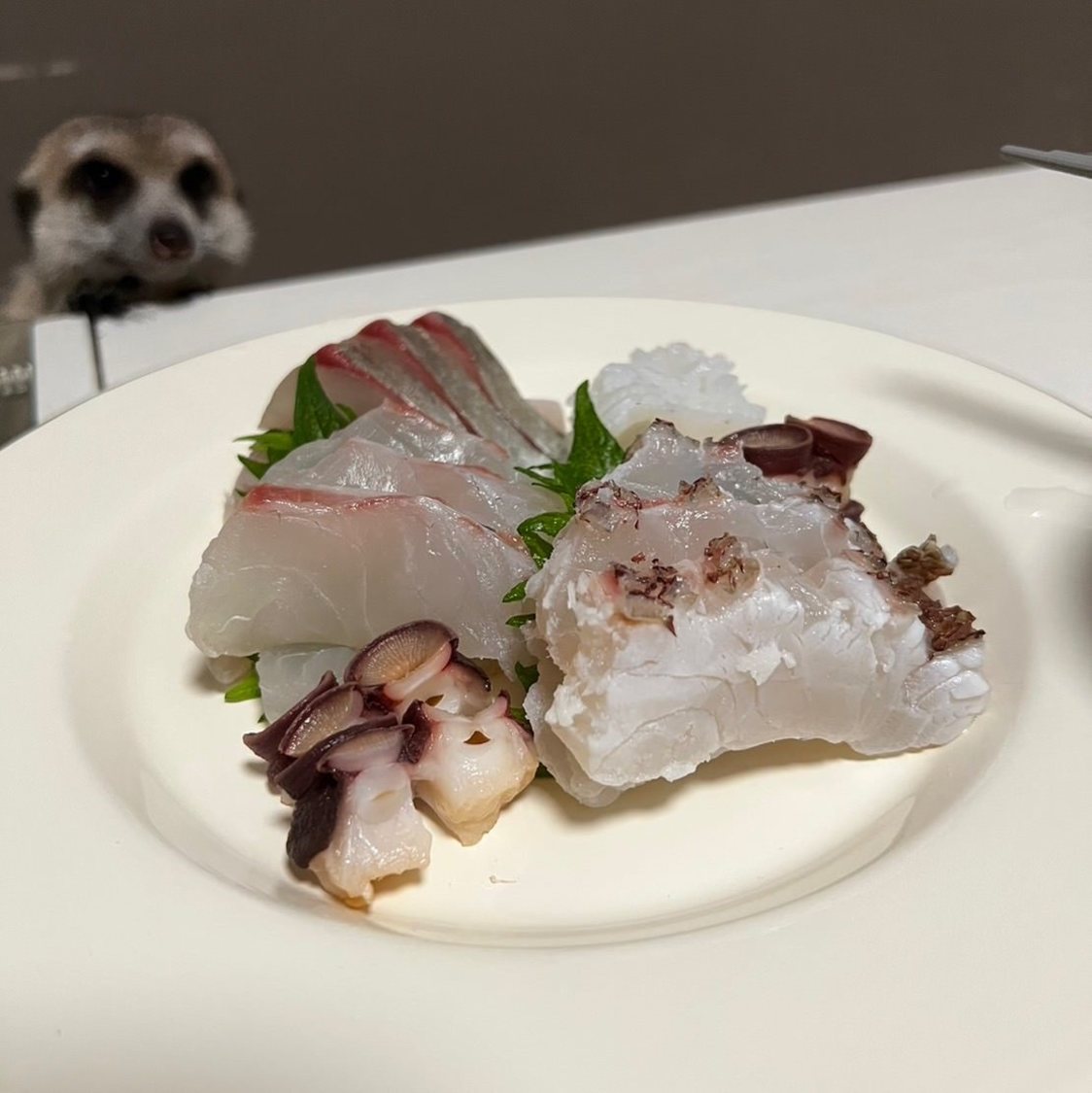 お刺身をうらめしそうに見るニア。