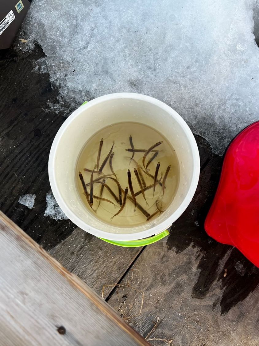 北海道でワカサギ釣りをした！　このあと天ぷらにして食べたけど、ものすごく美味しかった……