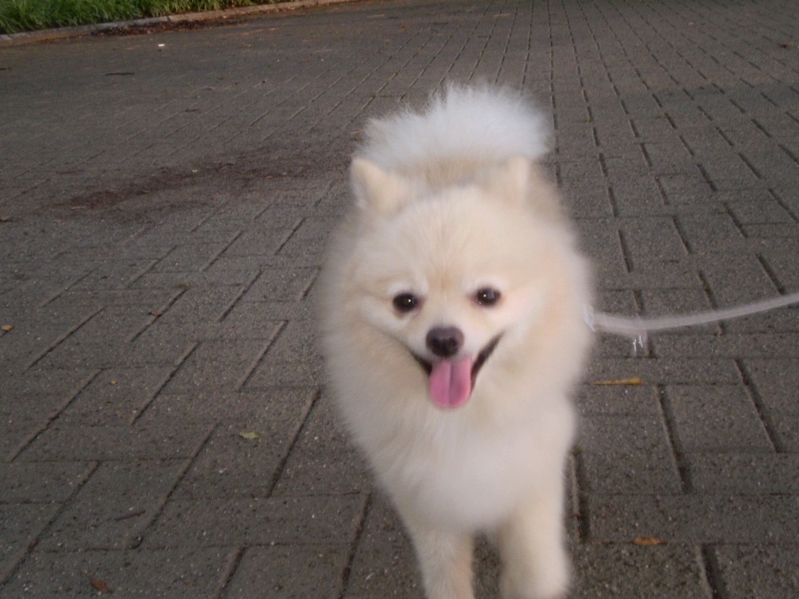 公園にお散歩に行った時に斉藤真木子さんがデジカメで撮ってくれたきなちゃん