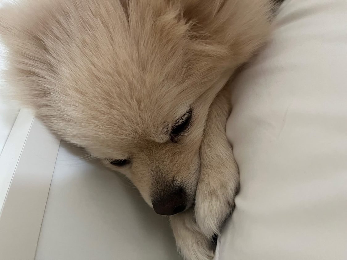 可愛いきなこさん