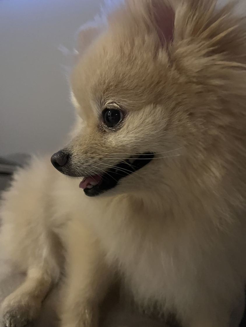 可愛いきなちゃん