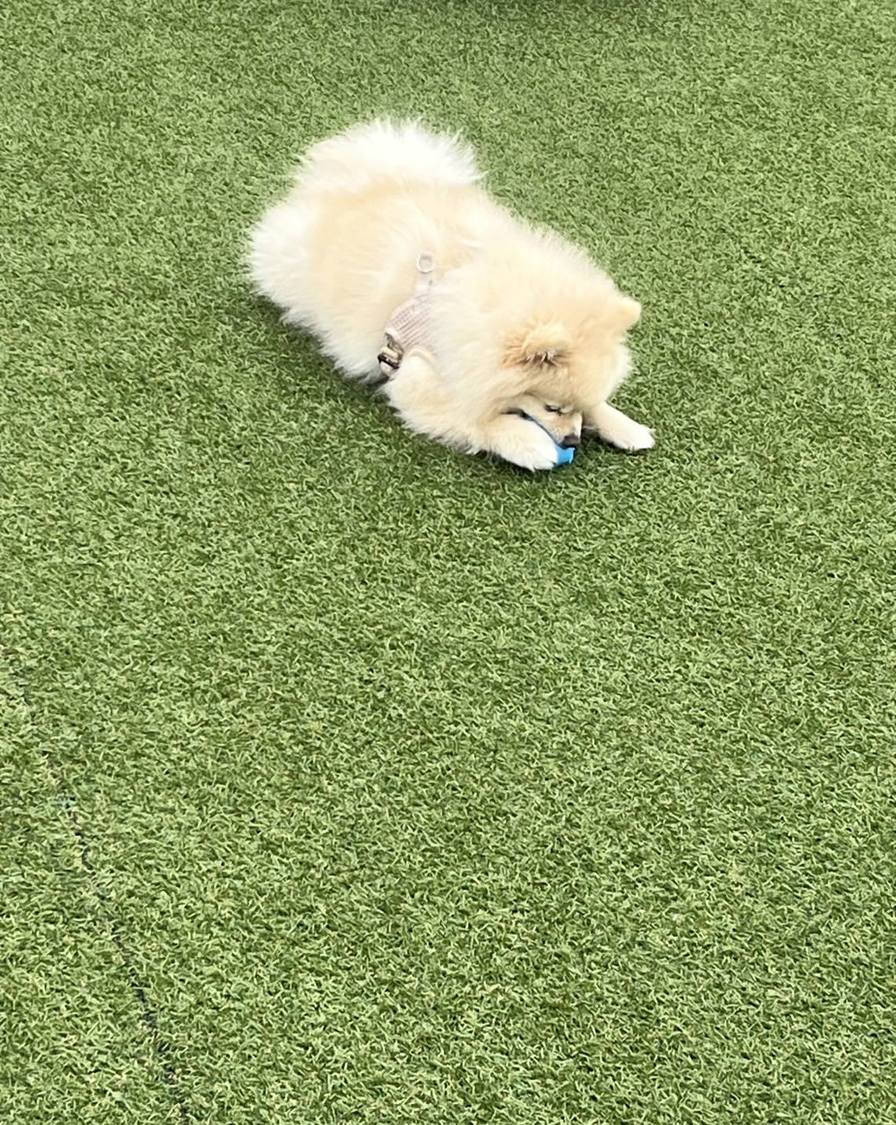 おもちゃを独り占めするきなちゃん