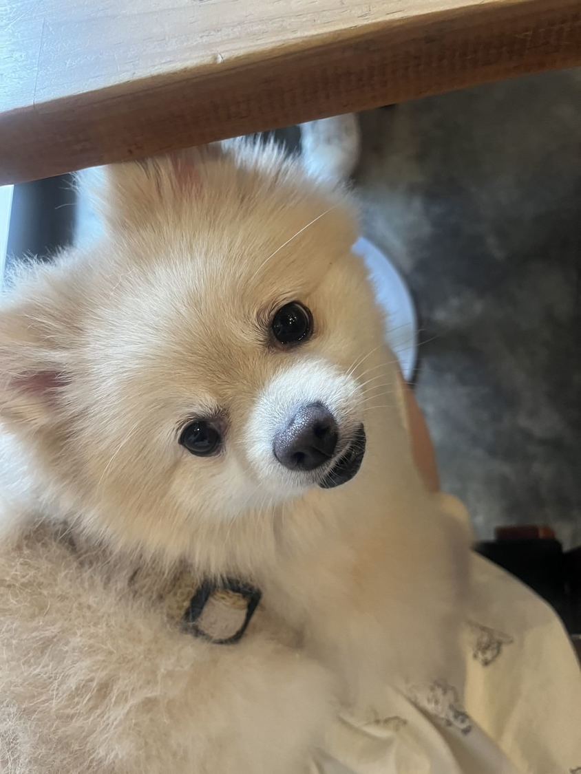 可愛いきなちゃん