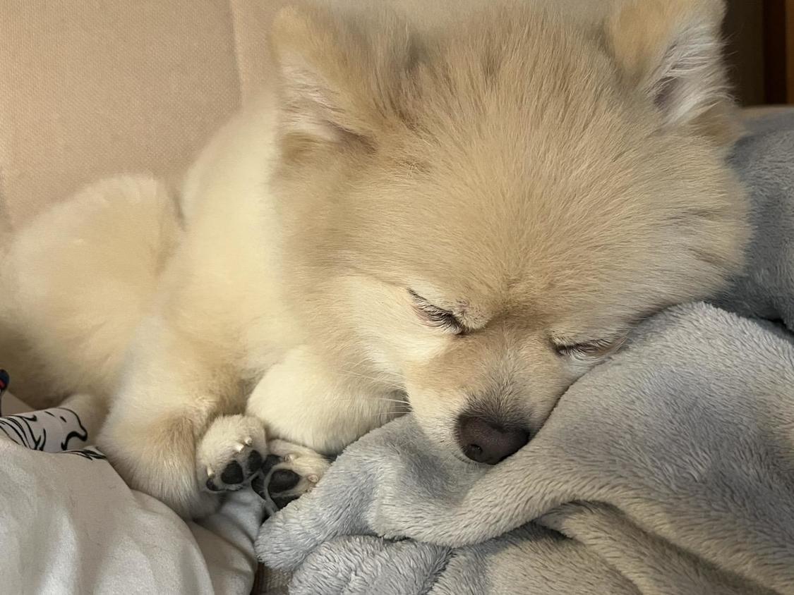 最近のきなちゃん