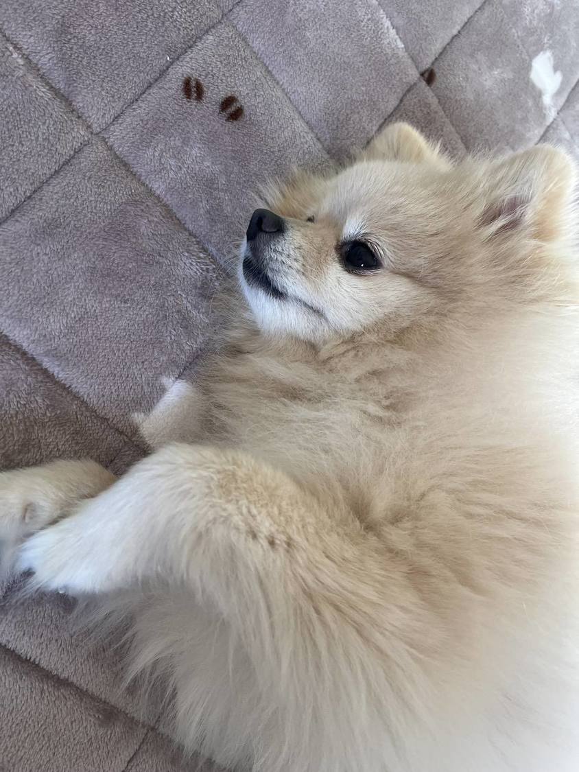 安定に可愛いきなちゃん