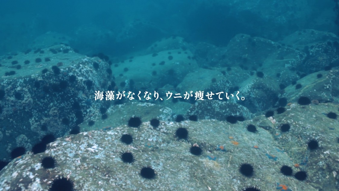 一番搾り ACTION」新TVCM 「訪問篇 海を救う養殖ウニ」