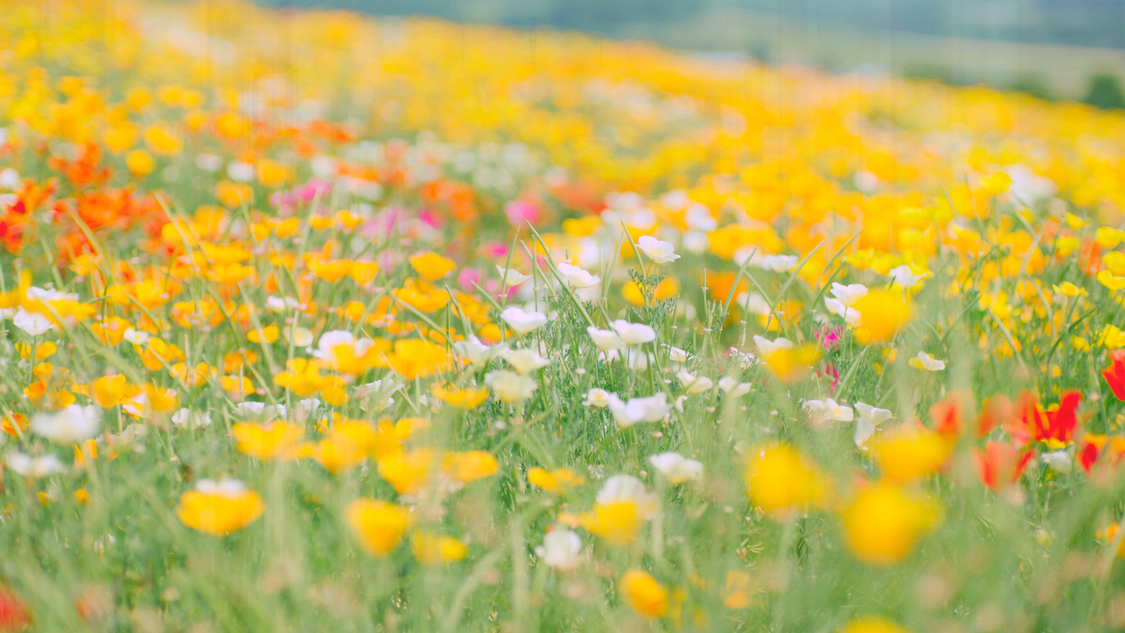 AKB48 56thシングル「サステナブル」より