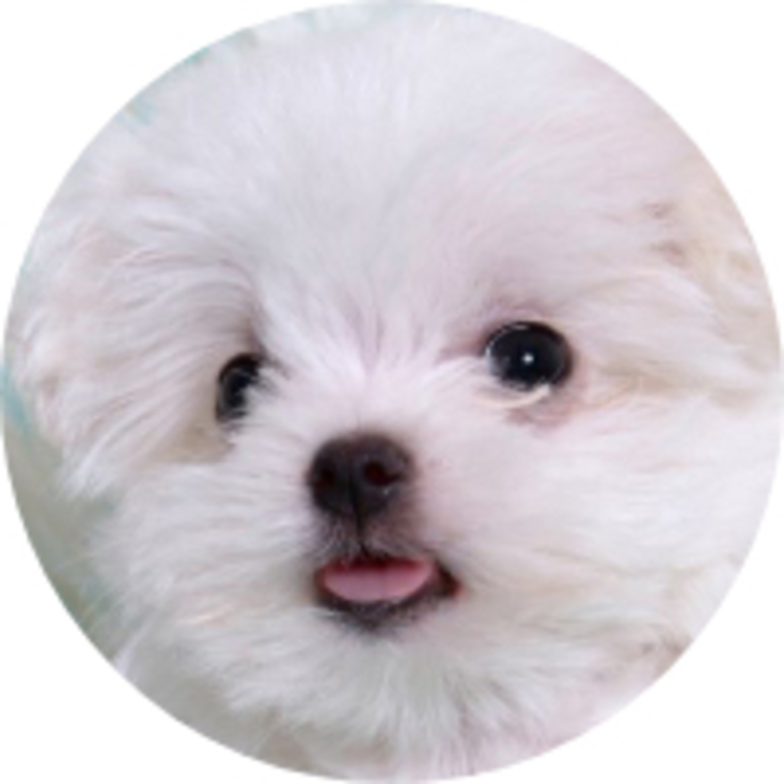 一般人ツイッタラー　八月