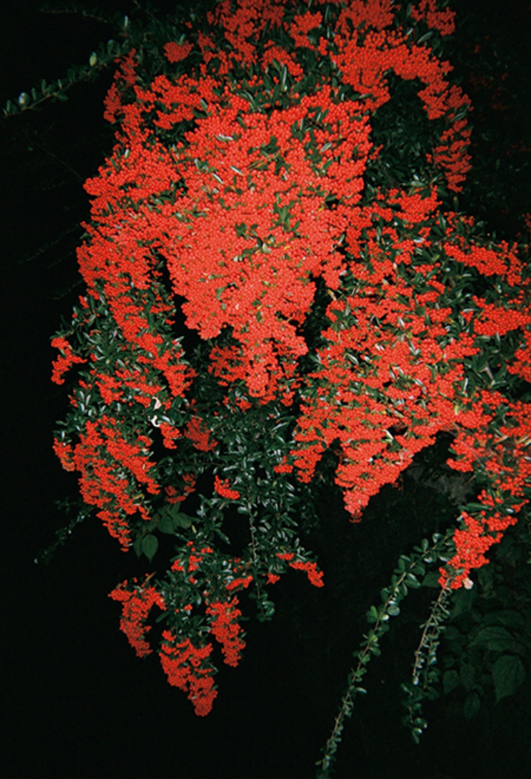 『装苑』 2020年3月号／撮影：森川 葵