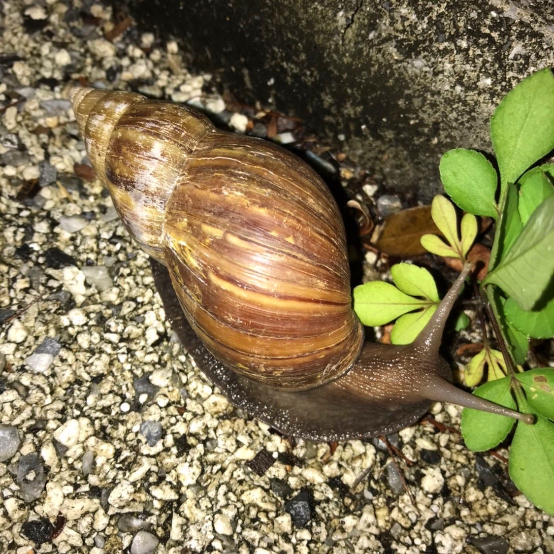 木下百花「少しだけ、美しく」