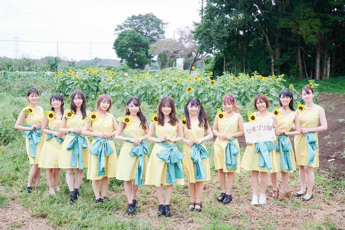 ひまプリ畑に咲いたひまわりと向日葵プリンセス