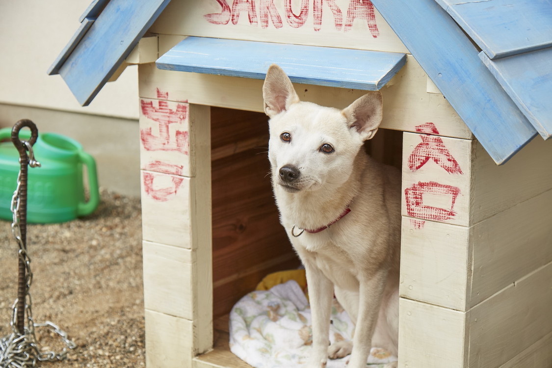 場面写真　©⻄加奈⼦／⼩学館 ©2020「さくら」製作委員会