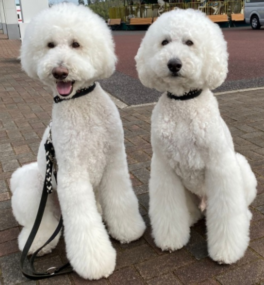 RIKUとGAKU（たまねぎ）